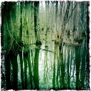 “swamp” by vistavision. Creative Commons licence CC BY-NC-ND